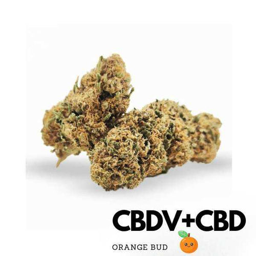 Fleur CBD Orange Bud CBDV arômes agrumes