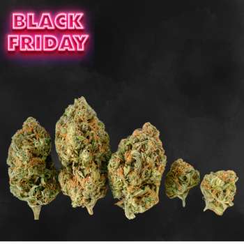 pack fleurs cbd black friday