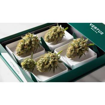 Pack Fleurs CBD