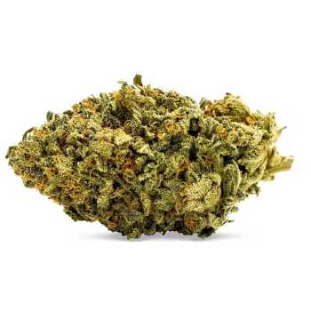 CRITICAL HYBRIDE