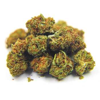 SMALL BUD CBD