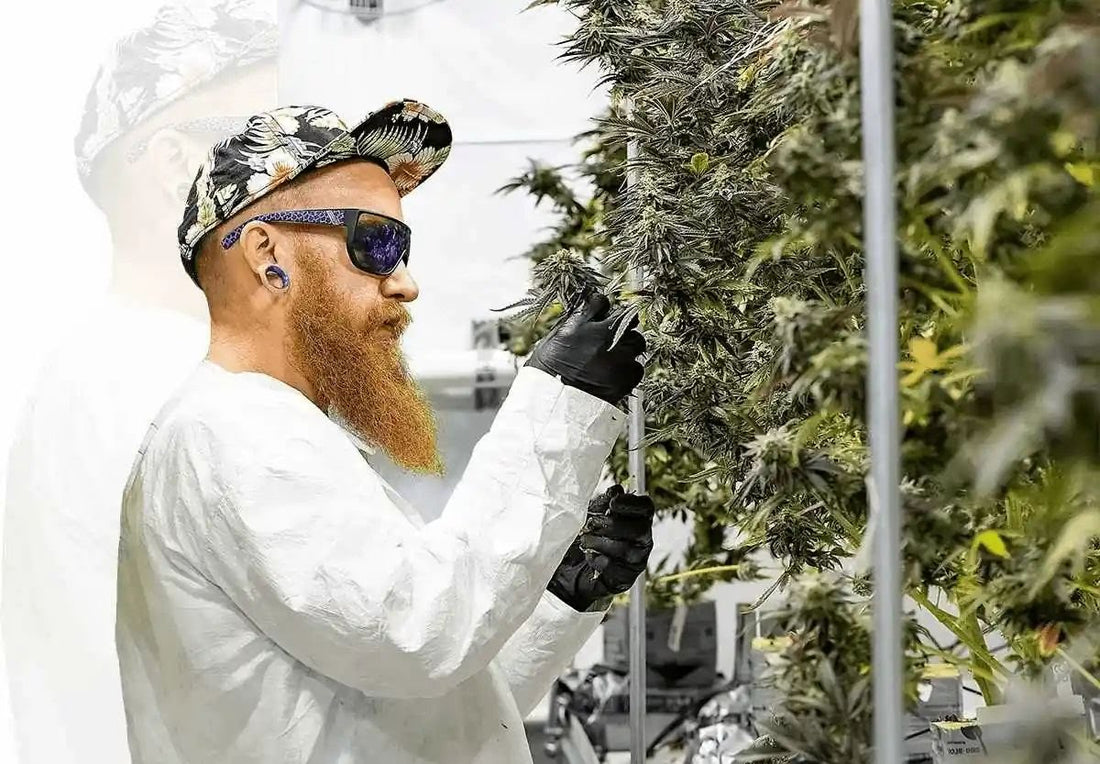 THC+ avis : tout savoir avant d’acheter (2026)