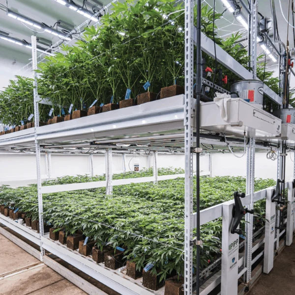 Fleur CBD Indoor Premium avec trichomes visibles - Green Vertus