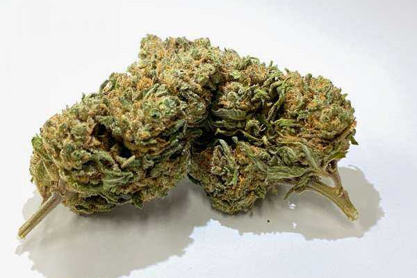 Fleur de CBD sans THC : tête de Harlequin bio française analysée en laboratoire, taux de THC inférieur à 0,3 %