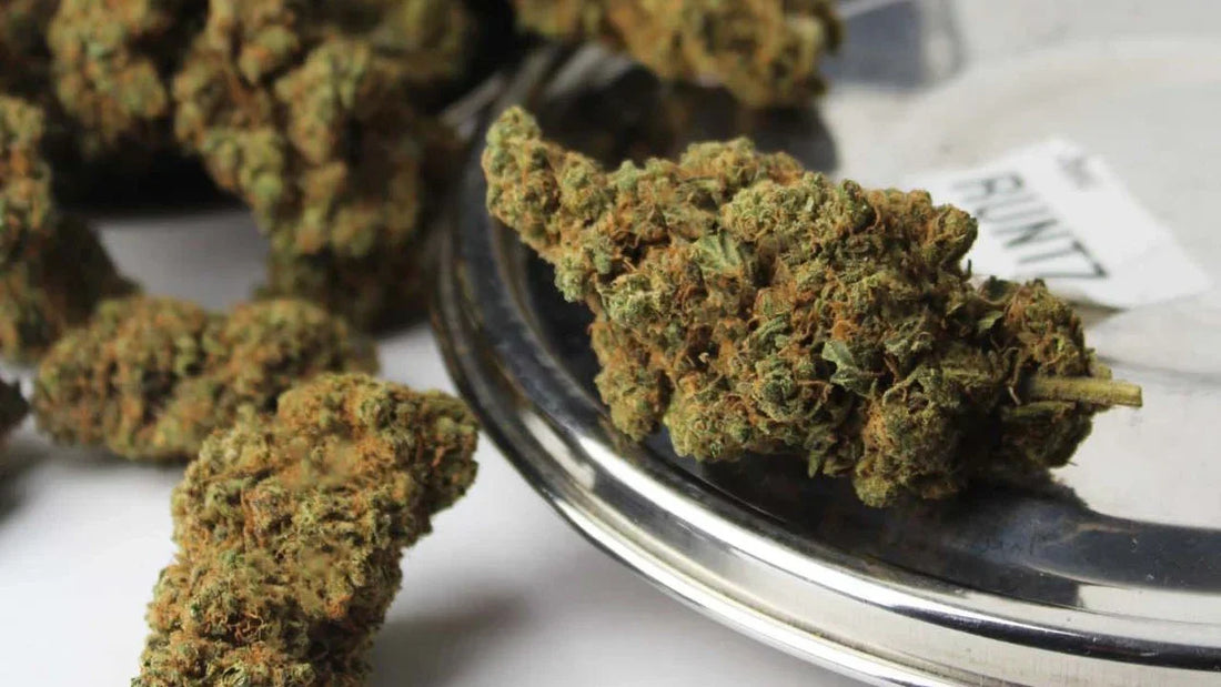 Fleurs de CBD indoor en gros plan, illustration de l'actualité sur la taxe CBD et le budget 2027 en France