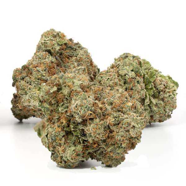 Fleurs de CBD cultivées en intérieur montrant une manucure de haute précision