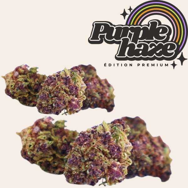 Purple Haze Small Bud