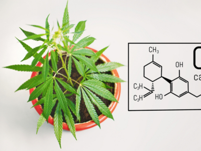 Les dernières recherches et évolutions dans l'industrie du CBD