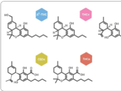 Exploration des Cannabinoïdes : Synthétiques vs Naturels