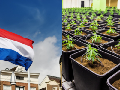 Discover the Booming CBD Market in the Netherlands