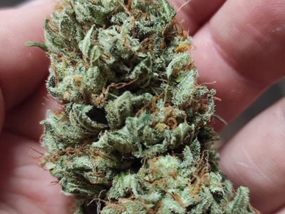 Où acheter du CBD en Belgique en 2025 ? – Le guide marrant mais sérieux 