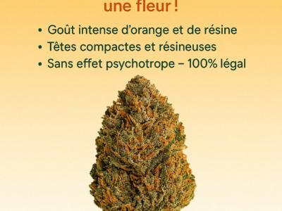 Commande groupée Fleurs CBD – Vente privée GreenVertus