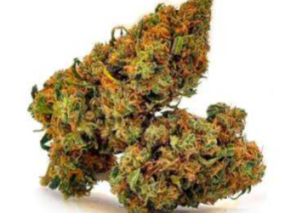 Test Blueberry Premium FR – Fleur CBD française bio