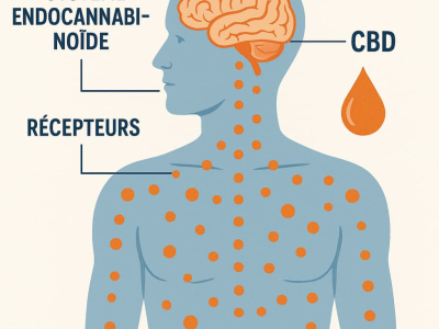 Comment le CBD Agit sur le Système Endocannabinoïde