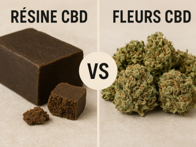 Résine CBD vs Fleurs CBD : Quelle Différence Choisir ?