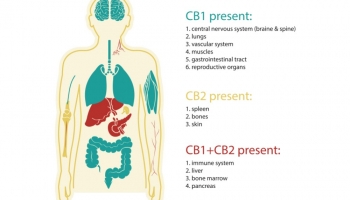 Le guide ultime des cannabinoïdes, ce que vous devez savoir.